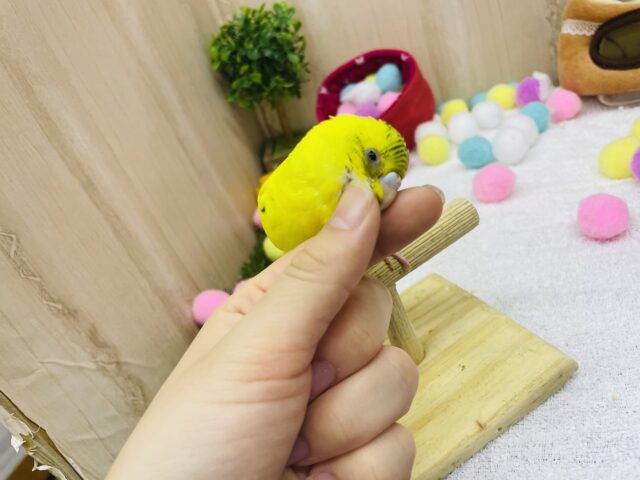 セキセイインコ