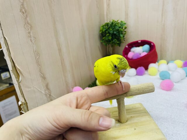 セキセイインコ