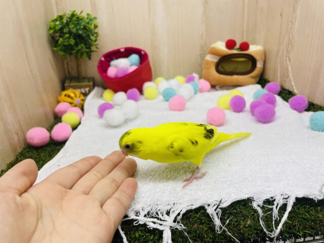 セキセイインコ