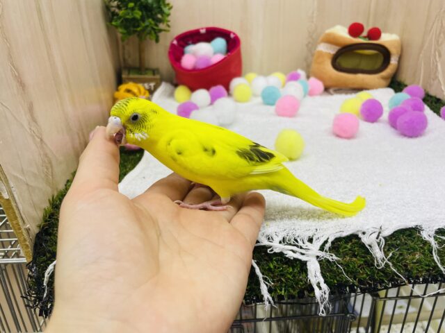 セキセイインコ