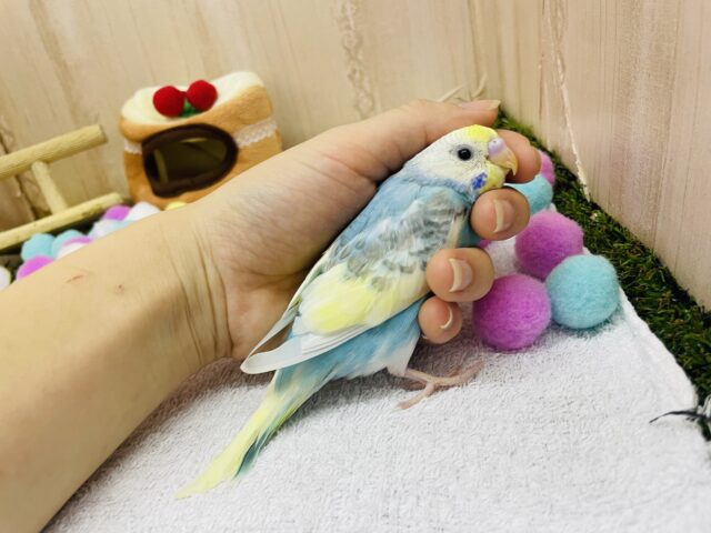 セキセイインコ