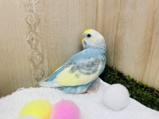 セキセイインコ