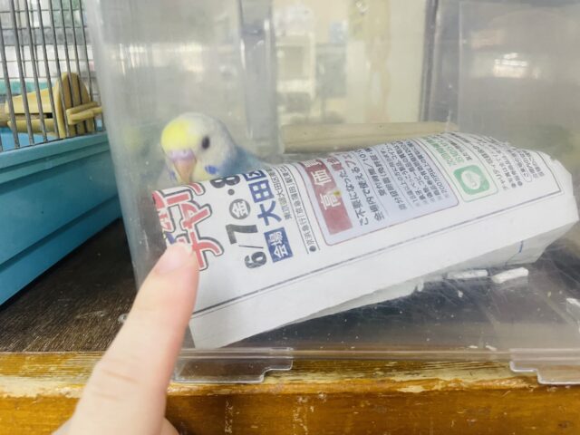 セキセイインコ