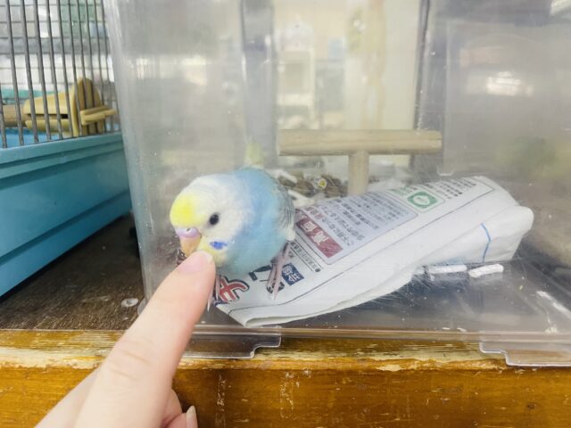 セキセイインコ