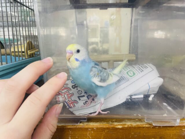 セキセイインコ