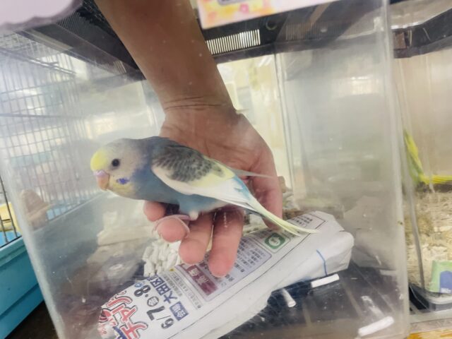 セキセイインコ