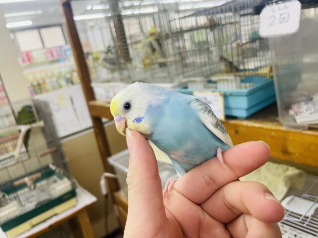 セキセイインコ