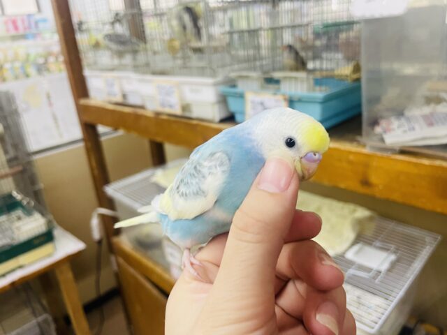 セキセイインコ