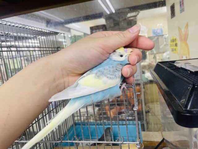 セキセイインコ