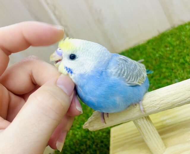 ちょぴっとビビリちゃん？⏪でも本当は甘えたい💗💓💓　セキセイインコ　レインボー