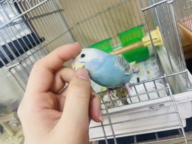 セキセイインコ