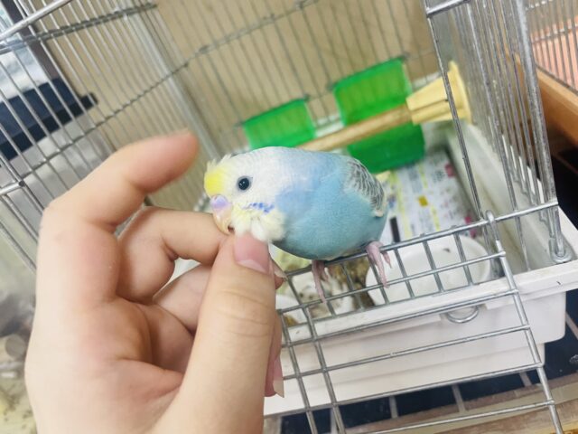 セキセイインコ