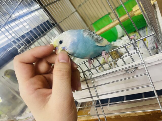 セキセイインコ