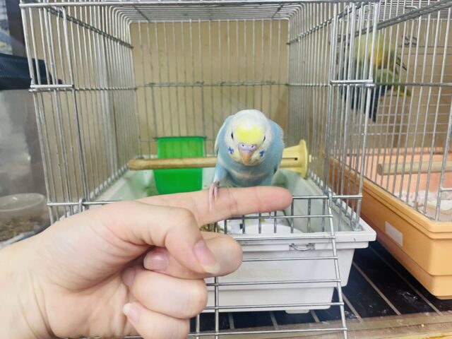 セキセイインコ