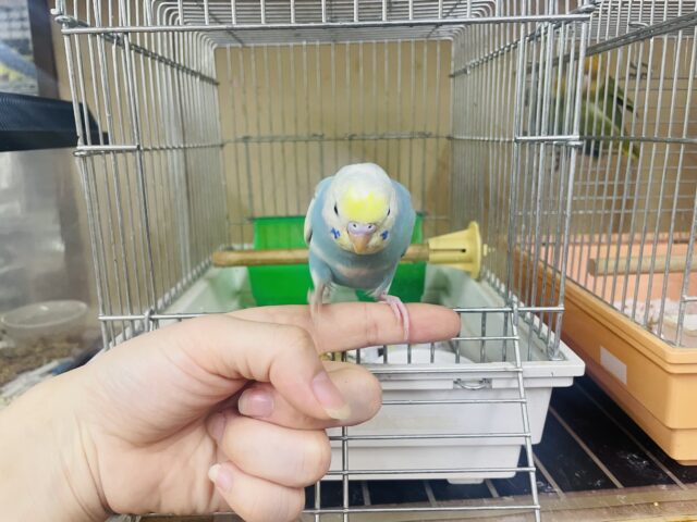 セキセイインコ