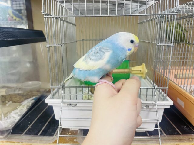 セキセイインコ