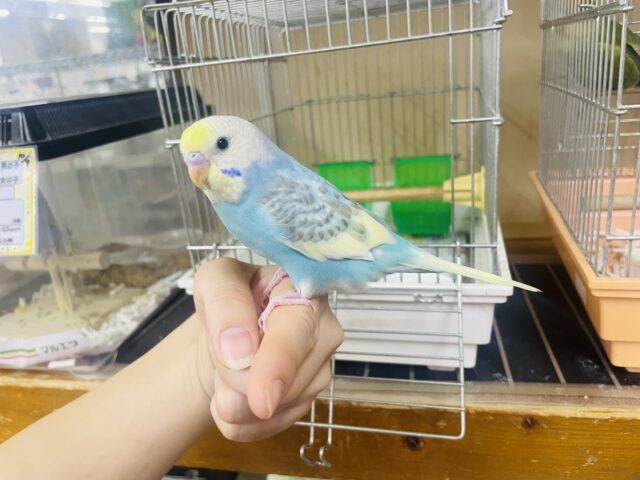 セキセイインコ