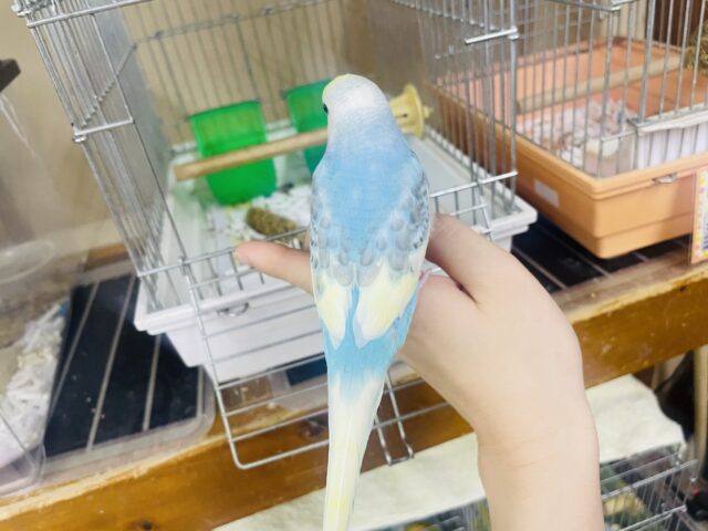 セキセイインコ