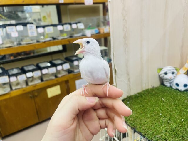 白文鳥