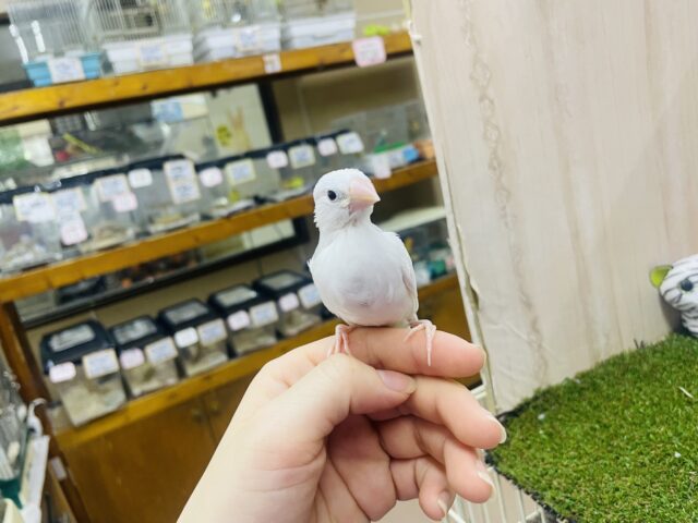 白文鳥