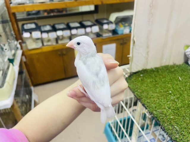 白文鳥