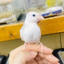 しらすちゃん〜最新画像になりますよ🎃ラブリーフィンチ🥰🥰🥰ほわほわさん　白文鳥