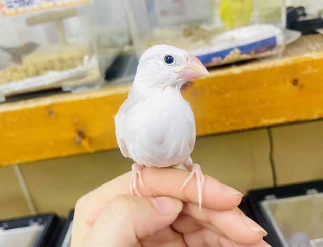 しらすちゃん〜最新画像になりますよ🎃ラブリーフィンチ🥰🥰🥰ほわほわさん　白文鳥