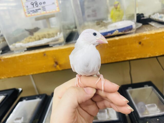 白文鳥