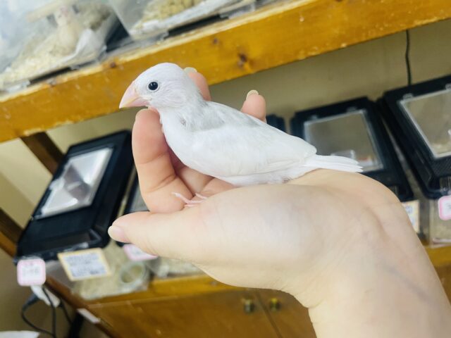 白文鳥