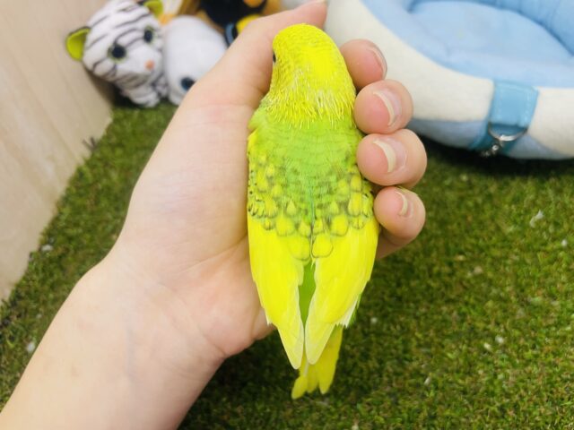 セキセイインコ