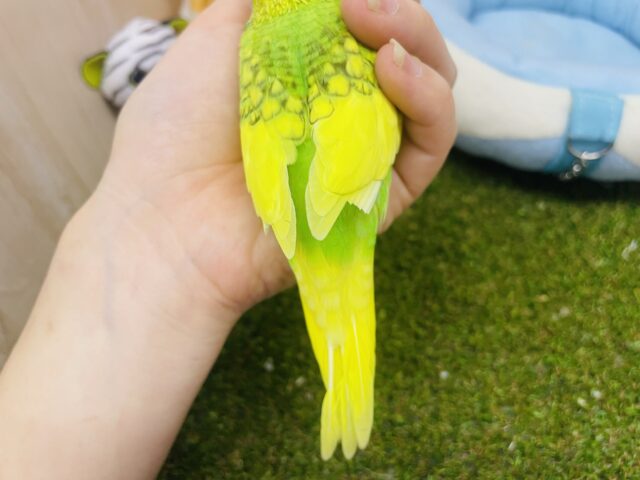 セキセイインコ