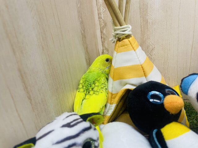 セキセイインコ