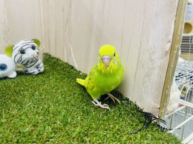 セキセイインコ