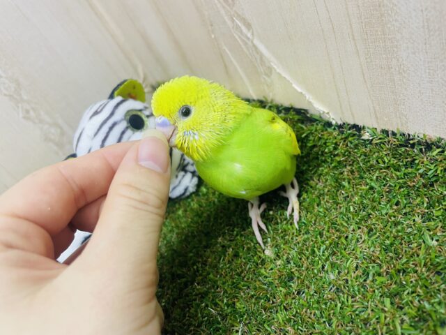 セキセイインコ