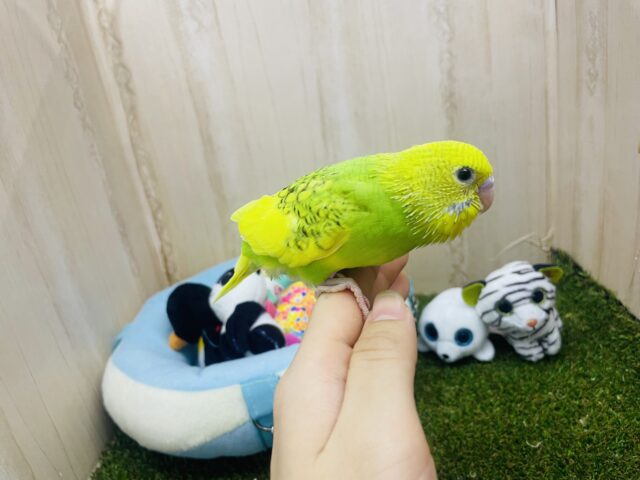 セキセイインコ