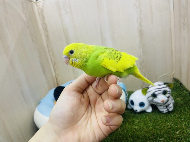 セキセイインコ