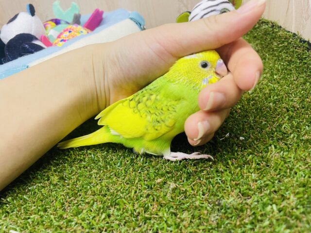 セキセイインコ