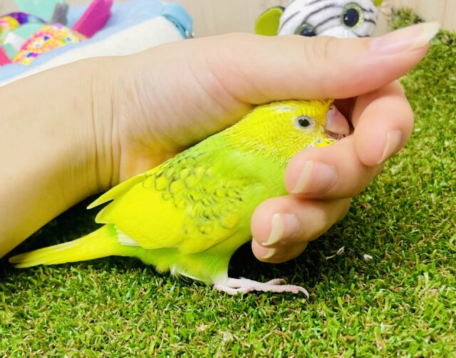 🎃🎃少しくらい浮かれ期間発進中🎃🍭🍭🦇　セキセイインコ　スパングルパイド