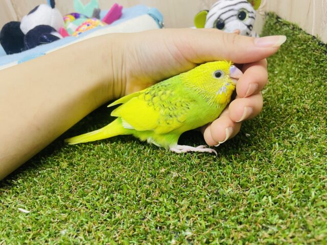 セキセイインコ