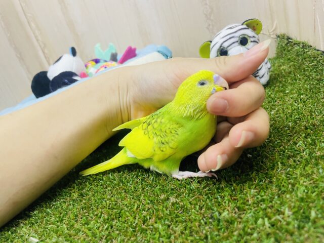 セキセイインコ