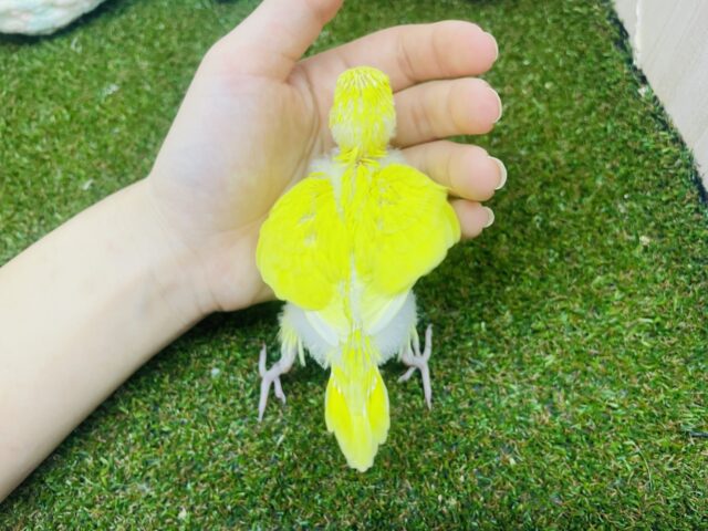 セキセイインコ