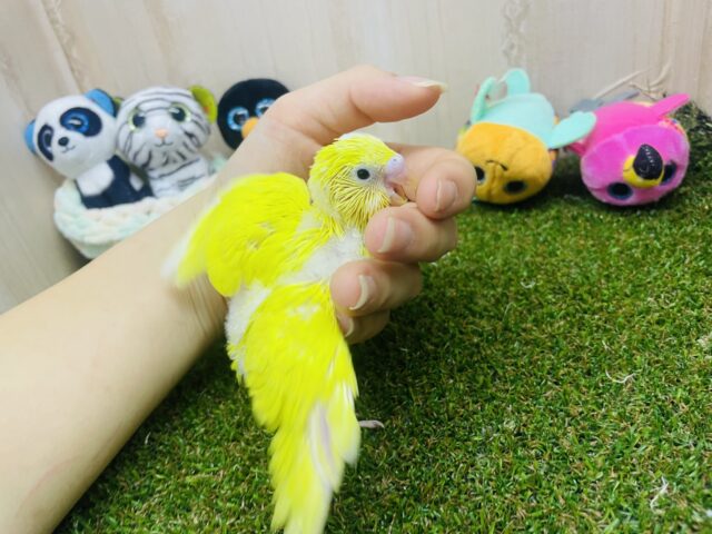 セキセイインコ