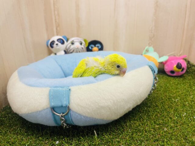 セキセイインコ