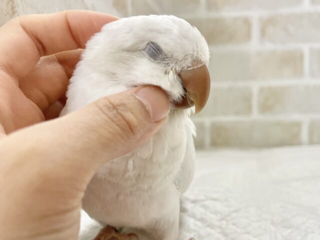 オキナインコ