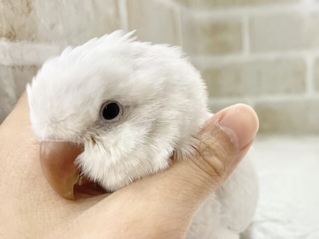 オキナインコ