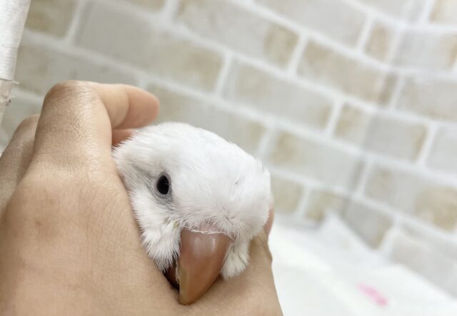 オキナインコ