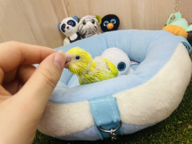 セキセイインコ