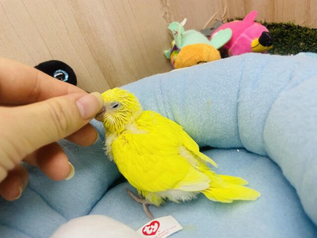 セキセイインコ