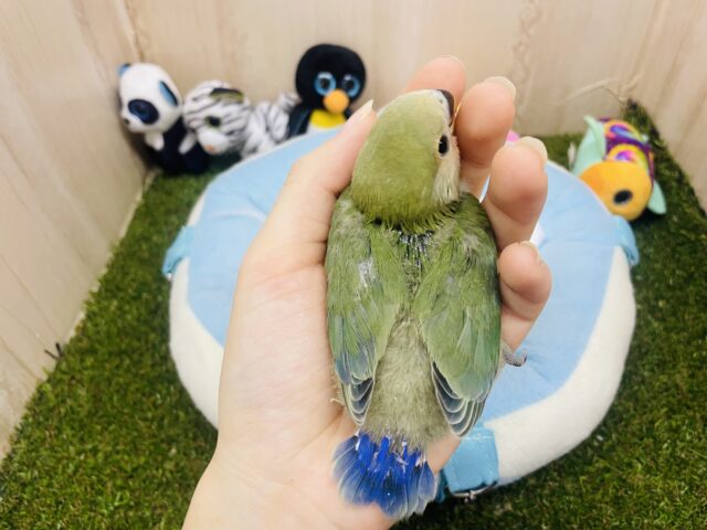 コザクラインコ（小桜インコ）