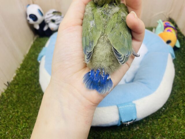 コザクラインコ（小桜インコ）